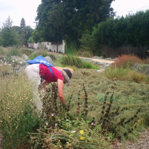 Annette pulling weeds