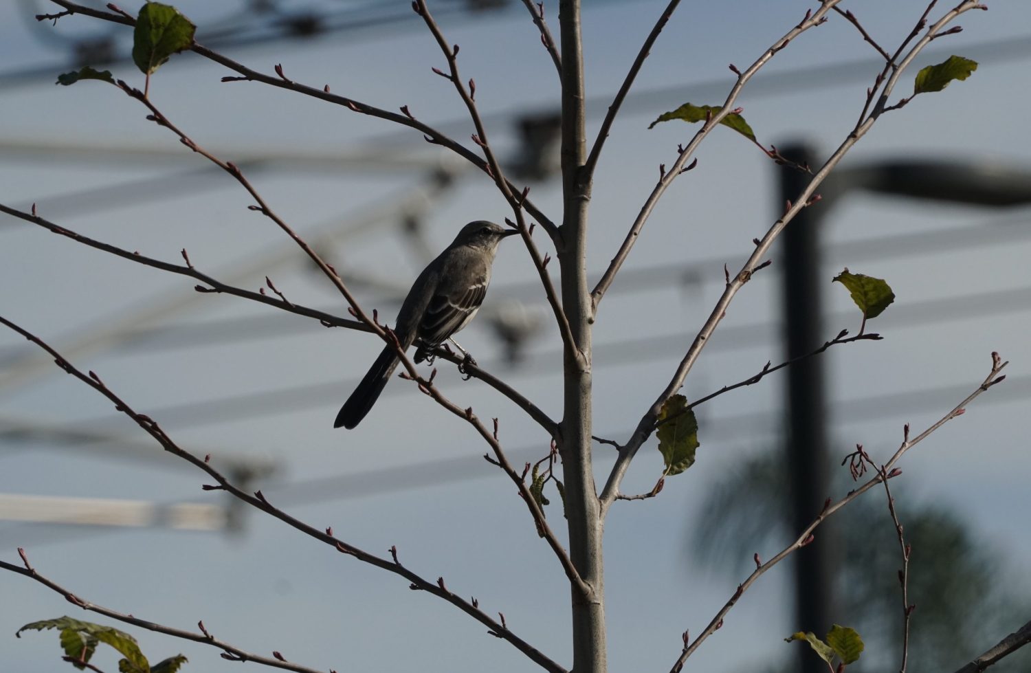 Northern mockingbird (Mimus polyglottos)